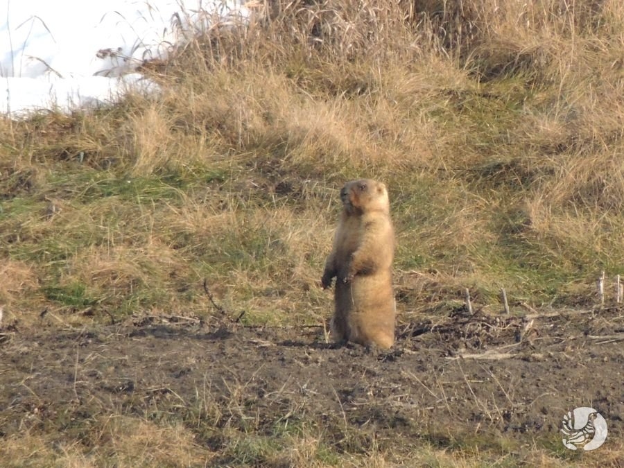 Сурок мензбира. Сурок-байбак. Сурок-байбак. Камчатский сурок тарбаган. Рп5 сурок.